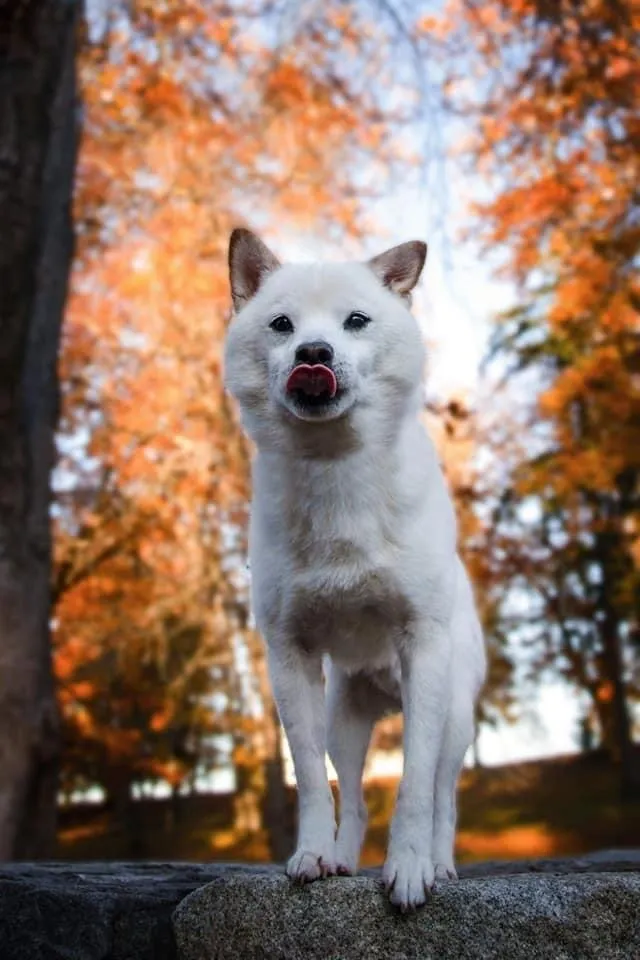 A white dog standing in front of trees.